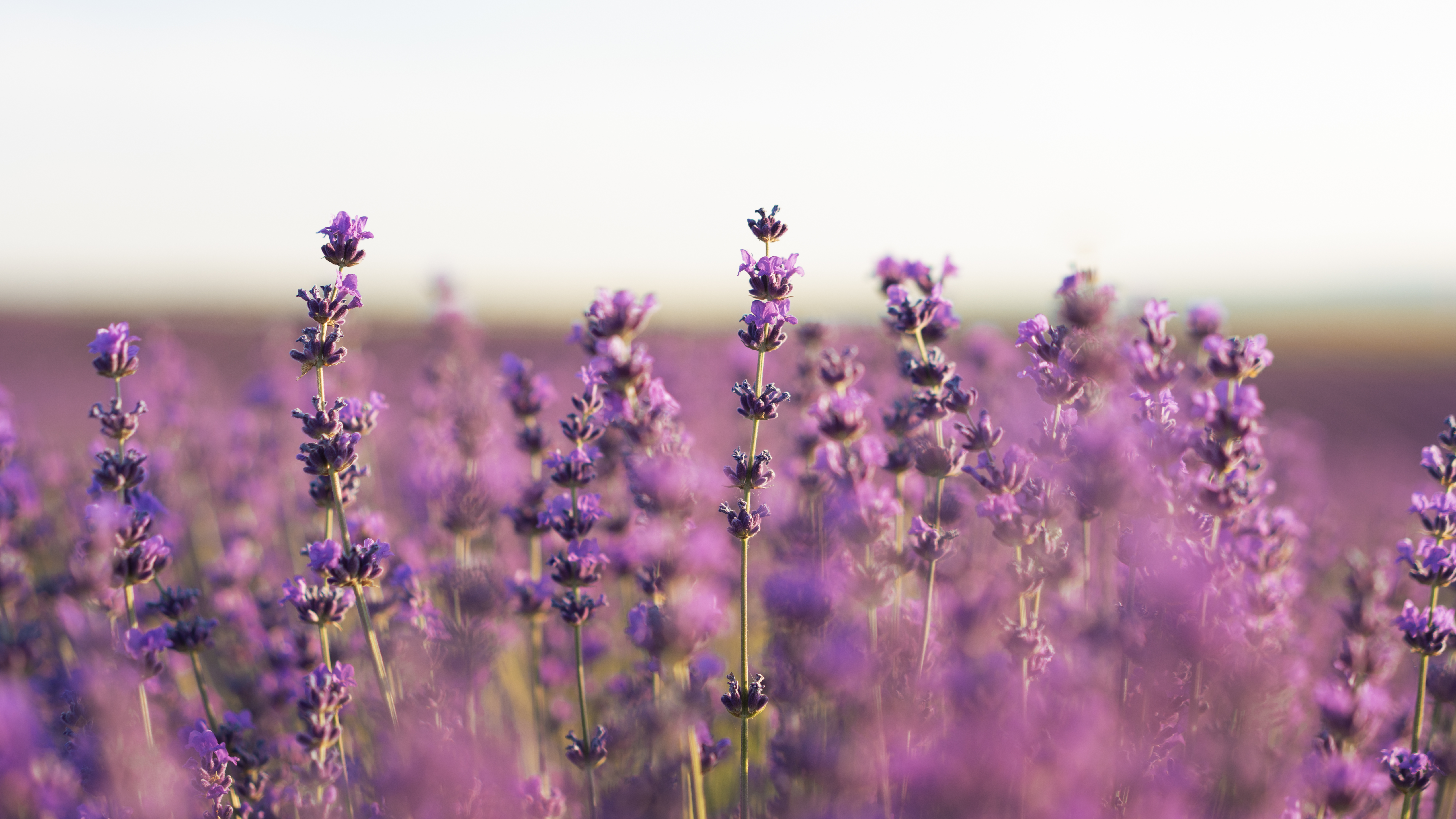 Lavandula Oil/ Extract